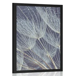 Plakat jutranja rosa na regratu - 60x90 white