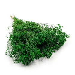 Posušen cvet metle - Metla - Zelena