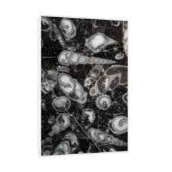 Canvas Slika na platnu Fosilni puževi Nemačka, Sa ramom, 80 x 120 cm, Beli