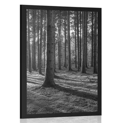 Plakat jutro v gozdu v črnobeli varianti - 20x30 no frame