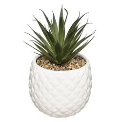 Cvet U Saksiji Pineapple
