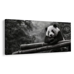 Slika mirna panda v naravi - 100x50