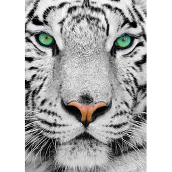 Enjoy - Puzzle White Siberian Tiger - 1 000 kosov