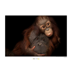 Meblo Trade Tapeta Bornean Orangutan 40x30hcm