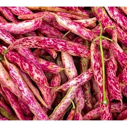 FIŽOLI VISOK ZA ZRNJE BIG PACK 70gr