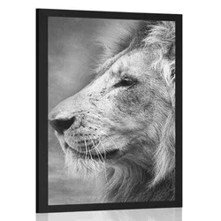Plakat afriški lev v črnobeli varianti - 60x90 silver
