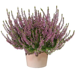 Jesenska vresa O lonca pribl. 9,5 cm