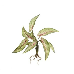 Umetna Kalateja 40cm - 25 do 50 cm