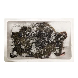 Romb, neočiščen 1-1,5 kg, svež