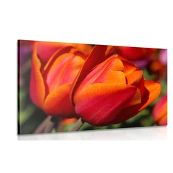 Slika čudoviti tulipani na travniku - 40x30