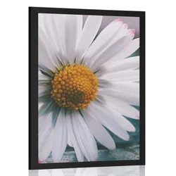 Plakat čudovita marjetica - 20x30 white