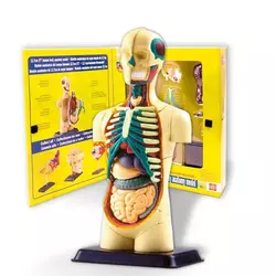 Model ljudskog tela