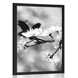 Plakat češnjev cvet v črnobeli varianti - 20x30 silver