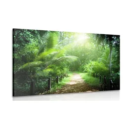 Slika steza na Sejšelih - 90x60