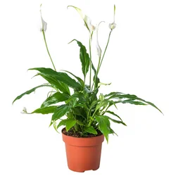 SPATHIPHYLLUM Lončnica, spatifil, 12 cm