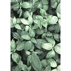shumee Ob_L_180 Diamantna slika 30x40 - Narava, Listi
