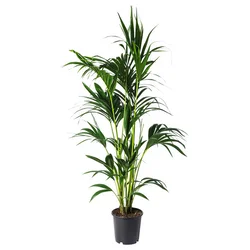 HOWEA FORSTERIANA Lončnica, 24 cm