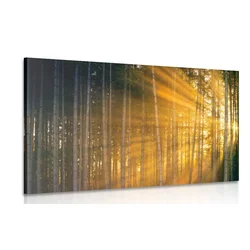 Slika sonce za drevesi - 30x20
