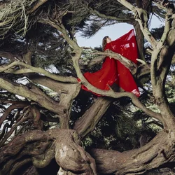 Hannah Frances - Nested In Tangles (Burgundy Coloured) (LP)
