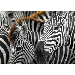 Enjoy - Puzzle Zebre - 1 000 kosov
