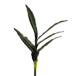 Sanseverija veja 58cm zelena