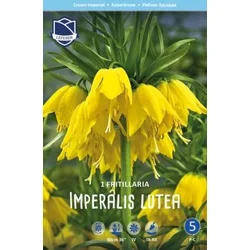 Čebulica cesarski tulipan, rumen