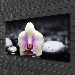tulup.si Slika na platnu Cvet orhideje rastlin 100x50 cm