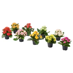 KALANCHOE Biljka u saksiji, kalanhoja odabrane boje, 6 cm