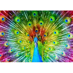 Enjoy - Puzzle Colorful Peacock - 1 000 kosov