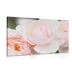 Slika cvet vrtnice - 150x100