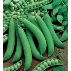 GRAH SENATORE 250gr