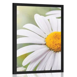 Plakat cvetovi ivanjščice - 20x30 white