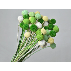 Kraspedija (Craspedia) 45 cm - 25 do 50 cm