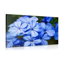 Slika divje modre rože - 90x60