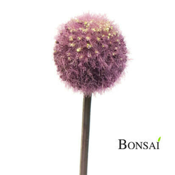 Okrasna čebula Alium roza 60 - 50 do 75 cm