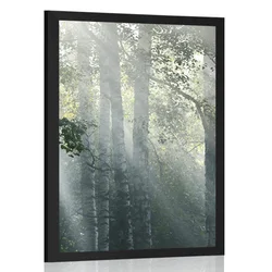 Plakat sončni žarki v meglenem gozdu - 30x45 no frame