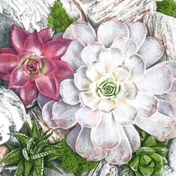 Serviete za decoupage Succulent Plants and Stones Composition - 1 kos