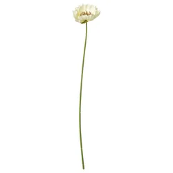 SMYCKA Veštački cvet, unutra/spolja mak/bela, 51 cm