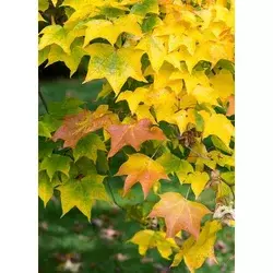 KOLHIŠKI JAVOR, ACER CAPPADOCICUM RUBRUM