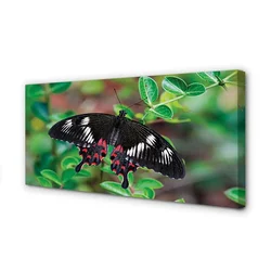tulup.si Slika na platnu Listi pisane metulj 120x60 cm