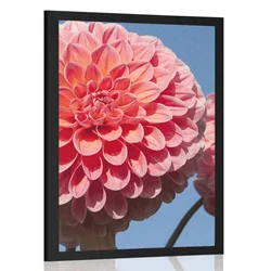 Plakat cvetoča dalija - 20x30 silver