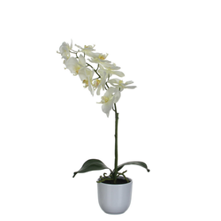 PHALAENOPSIS ORHIDEJA