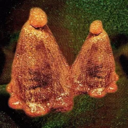 Black To Comm - Oocyte Oil & Stolen Androgens (LP)