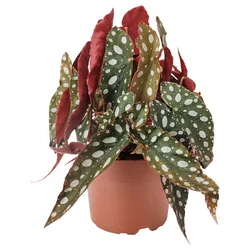 BEGONIA MACULATA Biljka u saksiji, pegava begonija, 12 cm