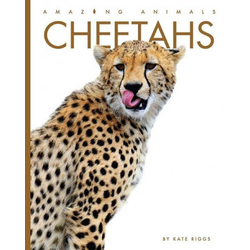Cheetahs