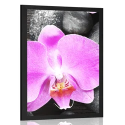 Plakat čudovita orhideja in kamni - 40x60 no frame