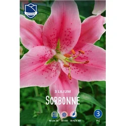 Čebulice Sorbonne, 3 kosi