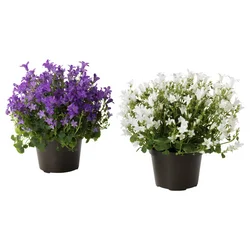 CAMPANULA PORTENSCHLAGIANA Biljka u saksiji, zvončić, 10.5 cm