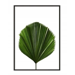 shumee PLAKAT ZA SLIKE V OKVIRJU 43x33 cm List P1150