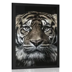 Plakat tiger - 30x45 no frame